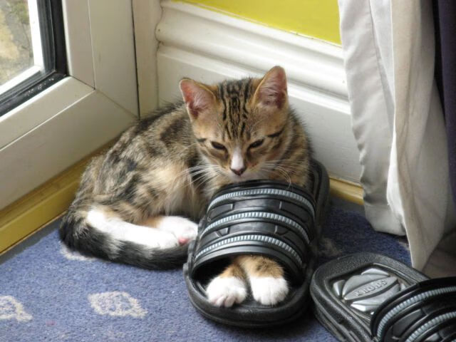 NBA球队主场优势及影响因素，nba各球队主场名字