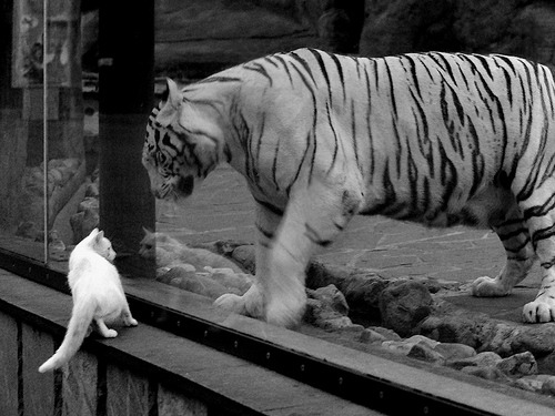 体育新闻中心关注赛事票务经济数据分析传播，体育赛事的新闻