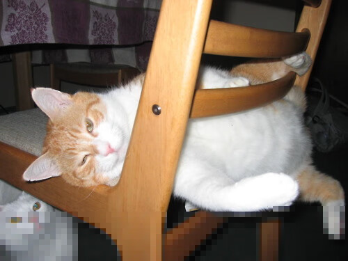 公平还是偏哨？欧洲杯再起判罚争议，东契奇成导火索，东契奇欧洲联赛集锦