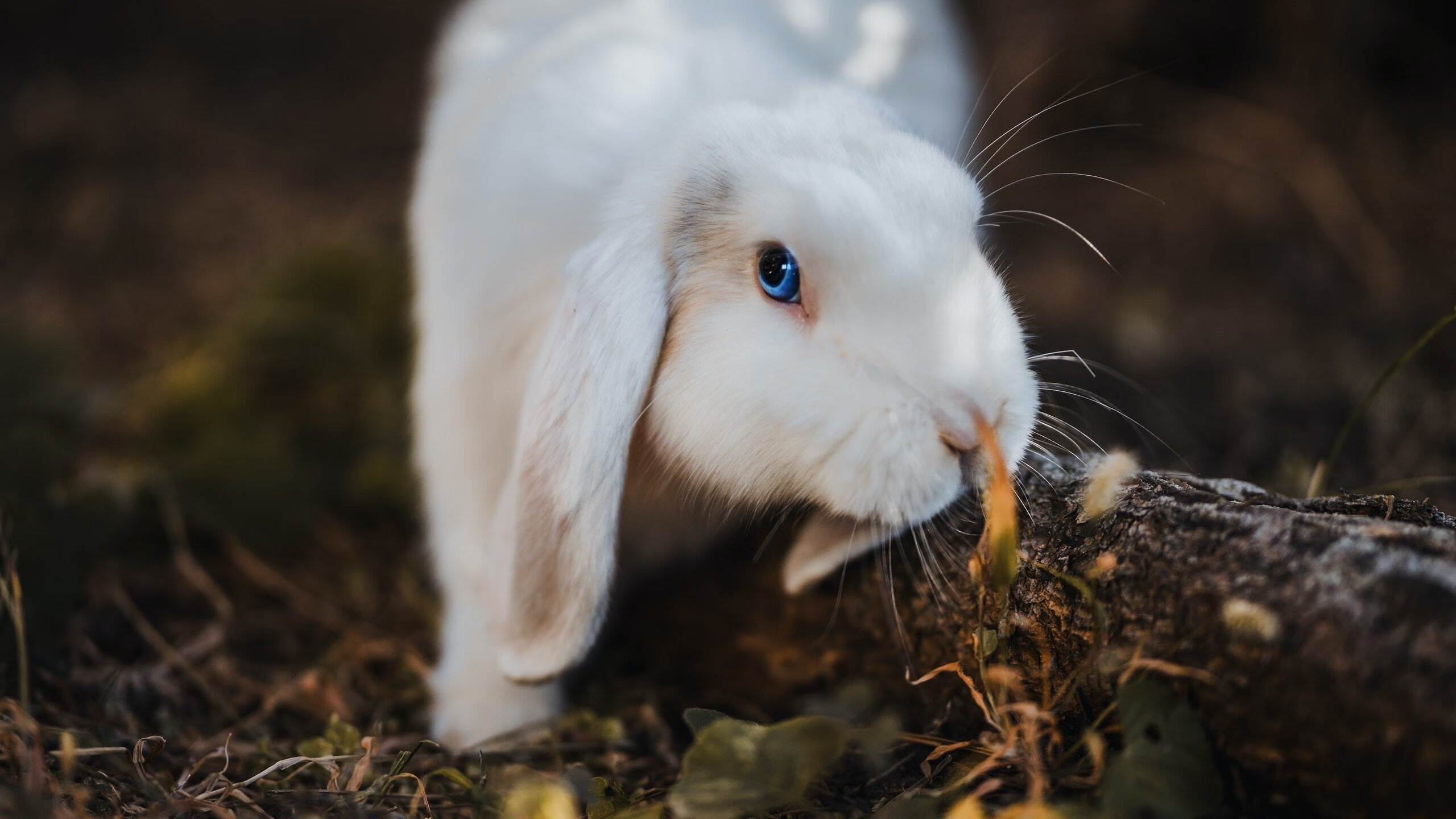 Leyu Sport下载-初三学生必背九年级英语短语全汇总，九年级所有英语短语